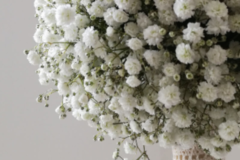 Atelier Miss Daisy 16_