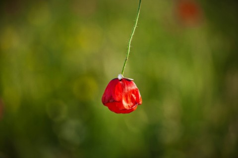 Marius Andron Photography 105_